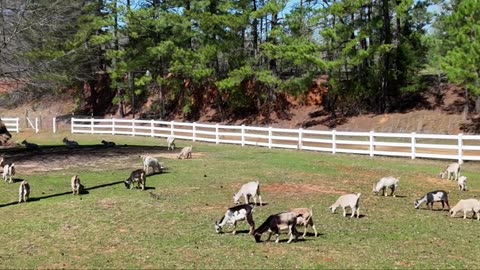 Guineas and Goats