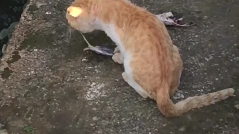 Cat VS Catfish