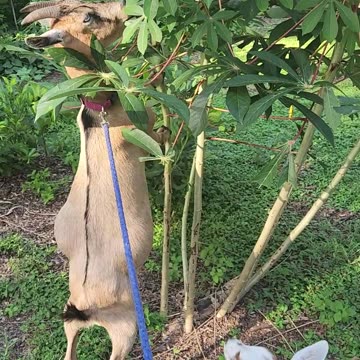 Goats Love Cassava
