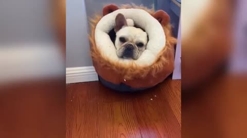 Funny Cat Friends Compilation 🐱 | Cute & Hilarious Cat Moments!