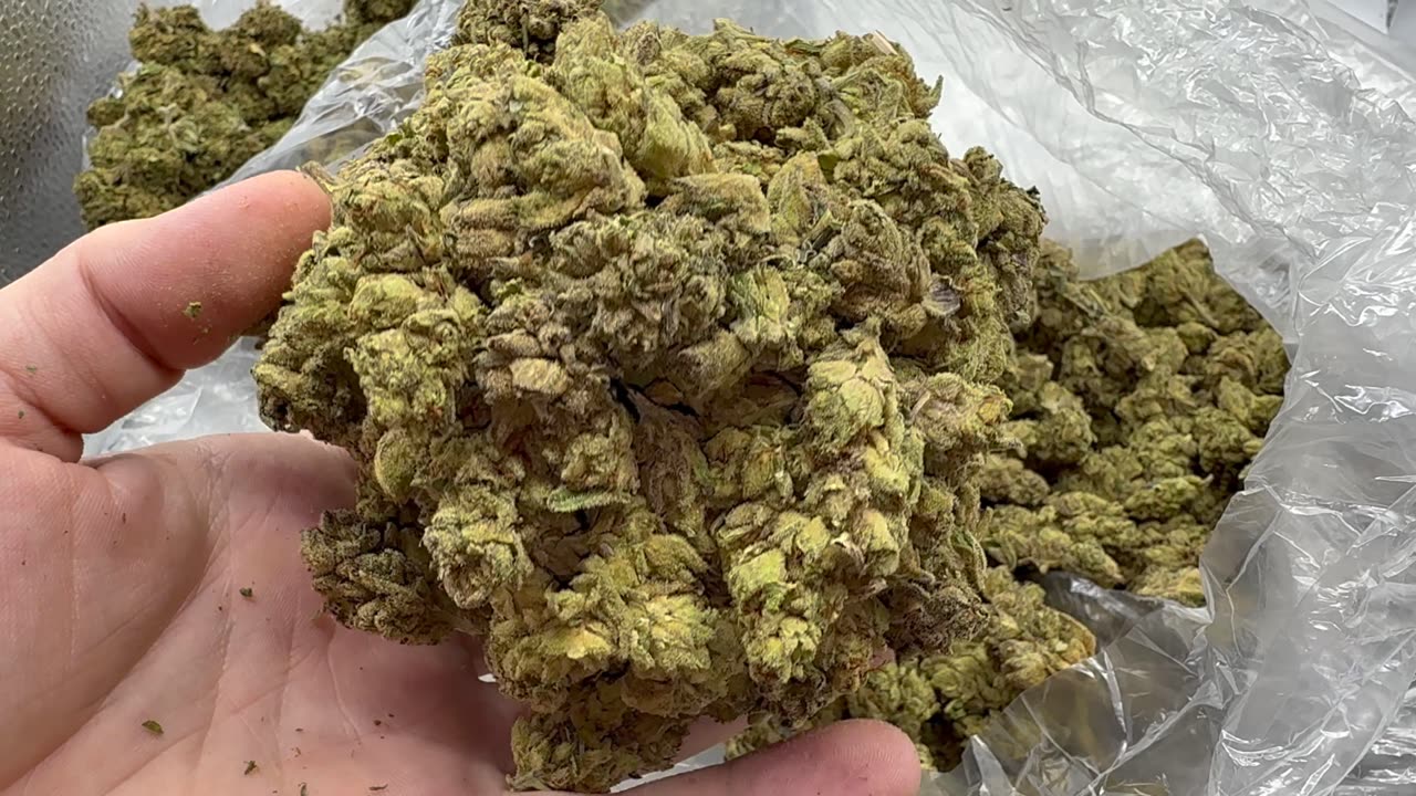 Dank Bulk Wholesale 2 for 1 LBS from THCA SMALL BUDS! Dankin with the Flamingos Review!!
