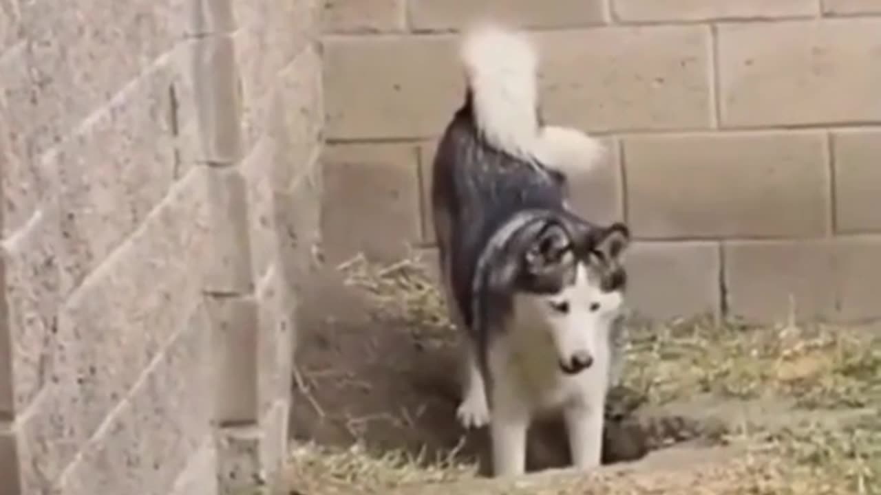😂🐶 Cat's Escape Attempt is Hilarious! | FunFM