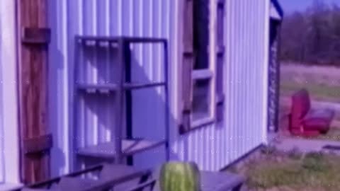 Katana Melon Cut 2025