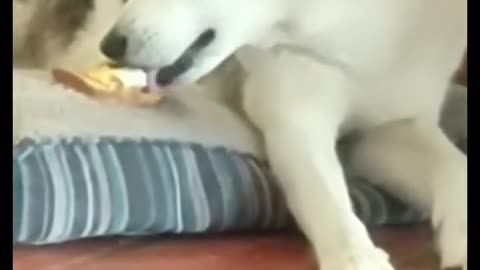 🤣🐕 My Dogs Are Totally Opposites – You’ll LOL! | FunFM
