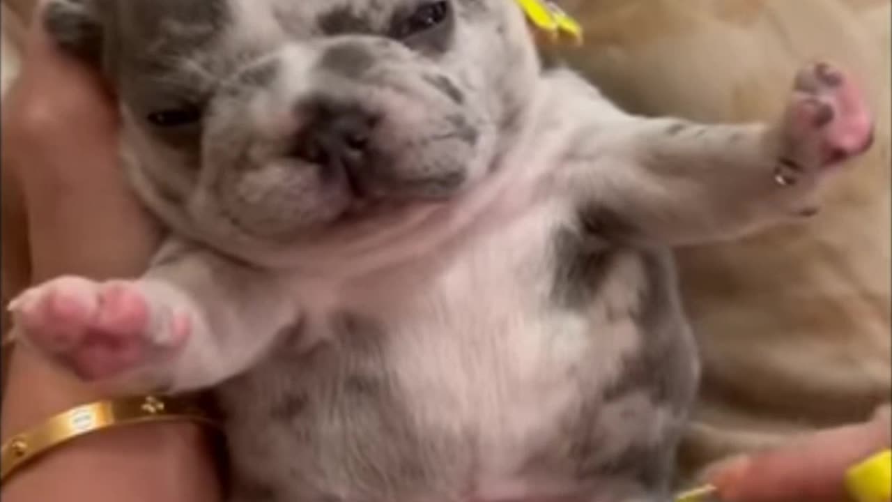 Dog very nice funny video 🧐🙂😀👌