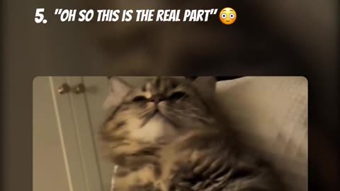 Top 5 FUNNIEST Animal Moments 🐶🐱🦜 | You Won’t Stop Laughing!😂😂😂