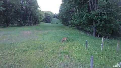A whitetail doe taking on a hawk that landed on a rabbit.