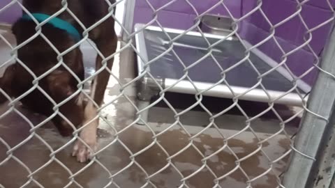 Jax 1y Pet Id 946904 kennel 26 HSSAZ shelter @intro I gave chew bone so he's outside some20250815223