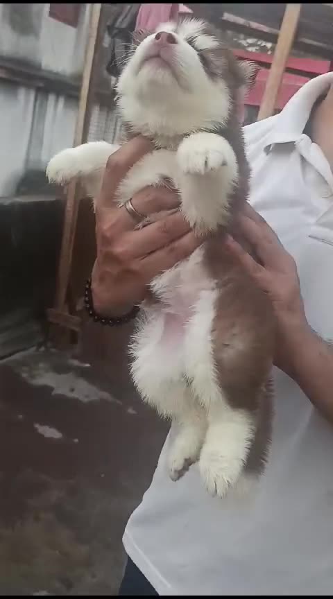 Pet dogs are available