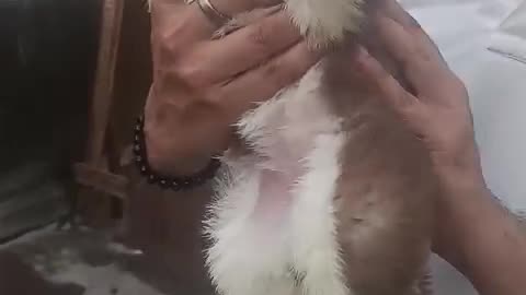 Pet dogs are available