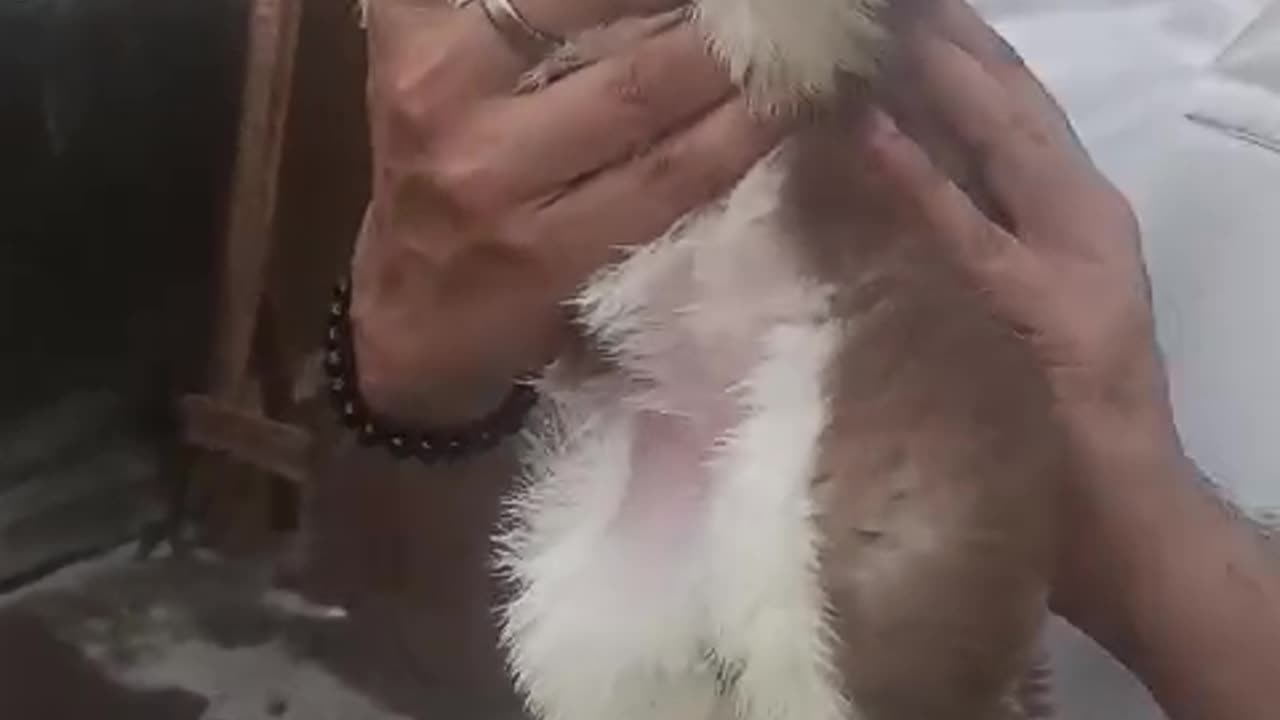 Pet dogs are available