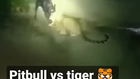 leopard vs pitbull fight 😱😱😱😱😱#viral #shorts #short #new leopard vs pitbull fight 😱 kti jhar