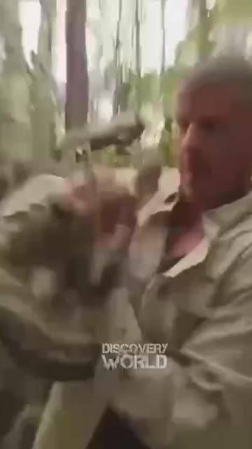 Bear with Me, I'm Not Lion, Just Feeling a Bit Horse.