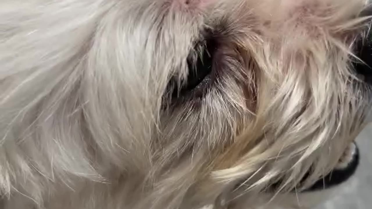 Clips dog
