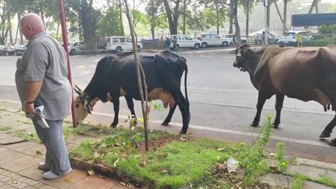 Mumbai Streets Taken Over By COWS! #animalhumor #cowvideos #cowlover