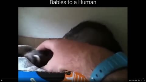 Quick Smile: How adorable is this as Mom wants to introduce her baby ferrets