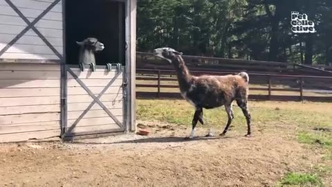 Hilarious Farm Animals That’ll Make You Laugh Out Loud