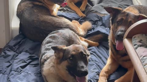 Les 4 chiens au repos après la sortie au parc à chiens