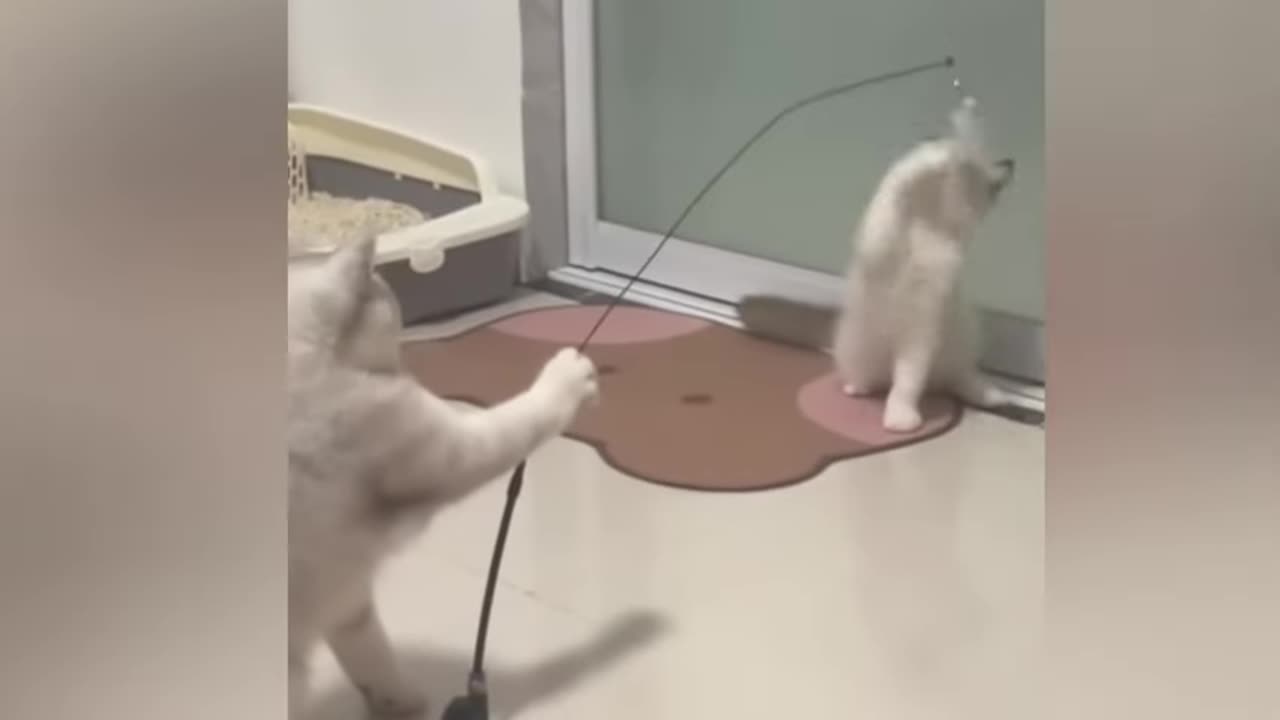 heres-why-cats-are-the-best-laughter-vitamin-funniest-cats-and-dogs-videos
