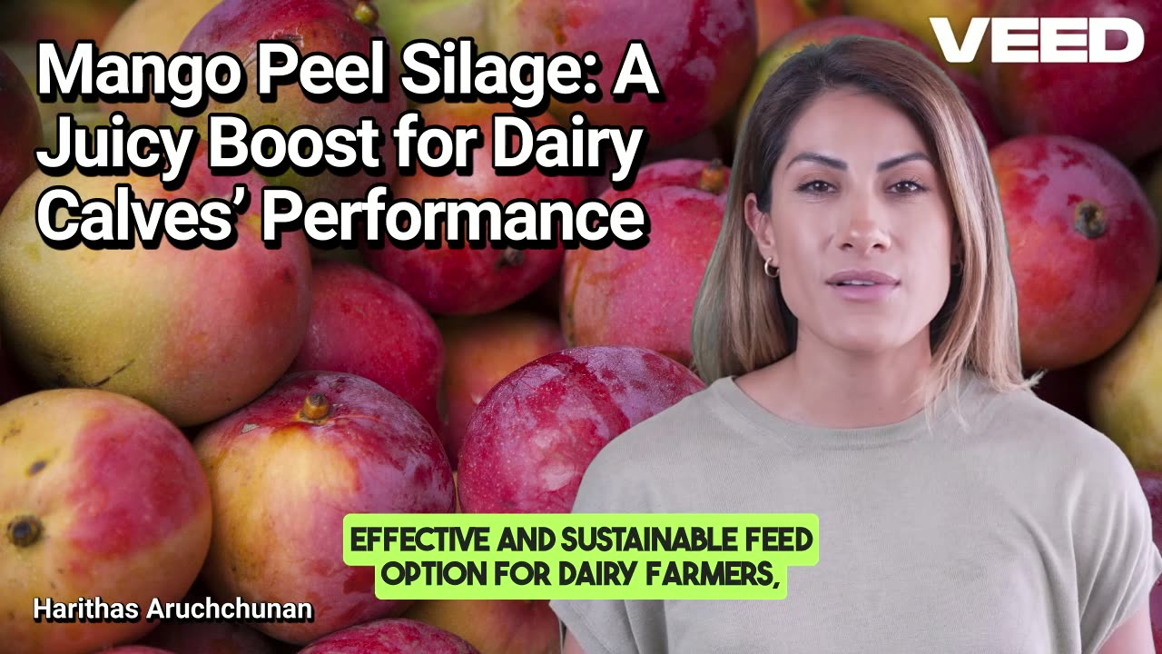 Transforming Mango Peels into Calf Superfood:Mango Peel Silage