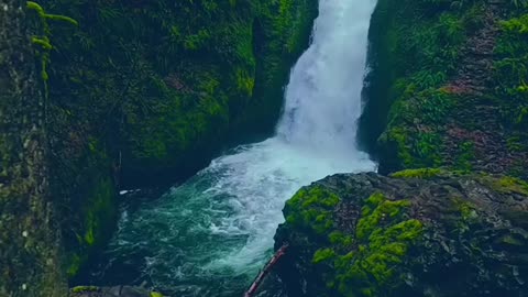See forest so Beautifull