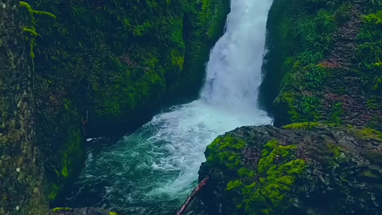 See forest so Beautifull