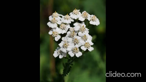 Yarrow(Achillea mlifolium) Medicinal Properties, Phytochemistry And Science