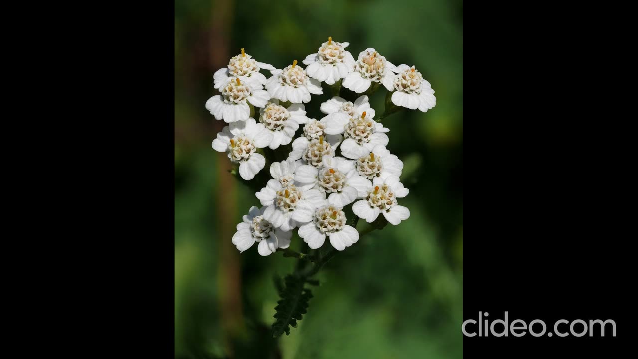 Yarrow(Achillea mlifolium) Medicinal Properties, Phytochemistry And Science
