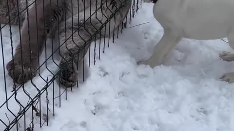 😂🐶 They're More Than Just Friends! | FunFM