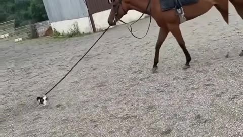 This little dog is able to pull this horse to walk #shorts #viral