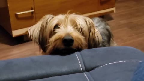 Batman Pop-Up #funnydogs #yorkies