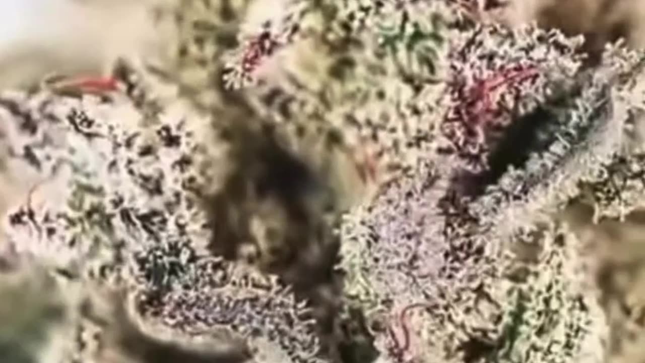 CopyCat Genetics Seeds