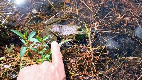 Big Bullfrog