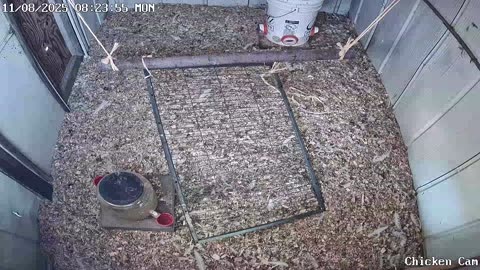 Millar Time Chicken Cam