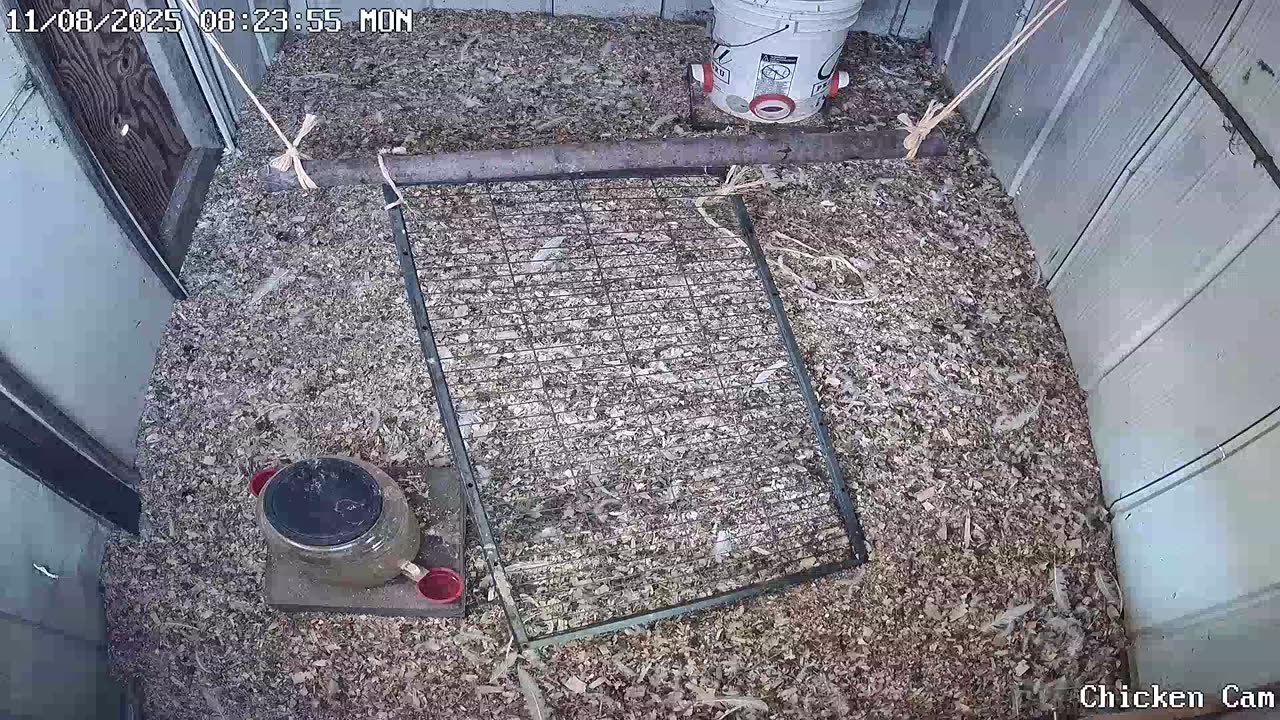 Millar Time Chicken Cam