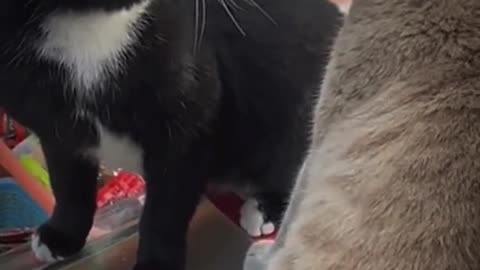 Pets That Will Make You Laugh/ Hilarious Pet/ Cutest Moments Ever 😂🐶 #Shorts