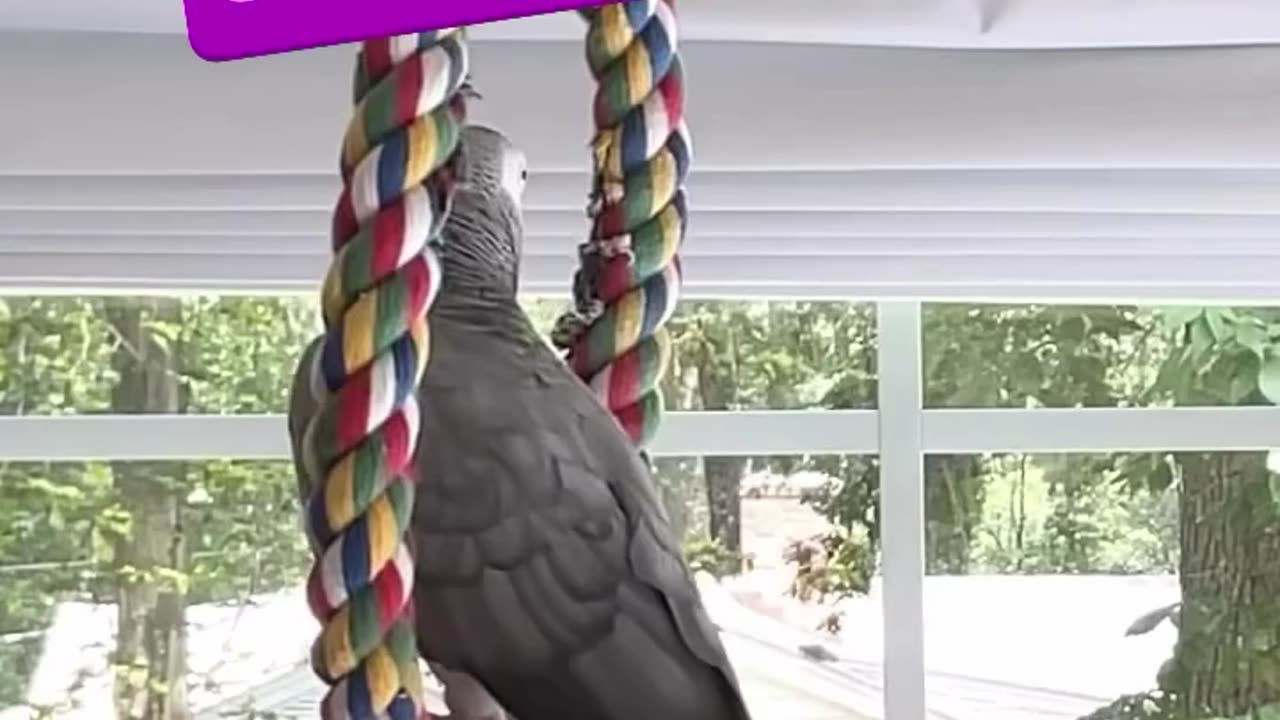 parrot says Shake Shake 🤣🤣🤣