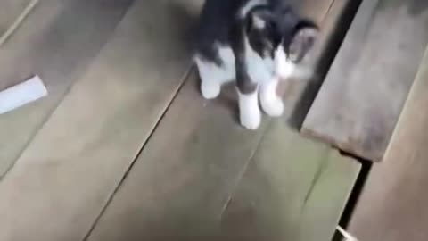 😂😹 Don't Laugh Challenge: Pet Edition 🐶🐾