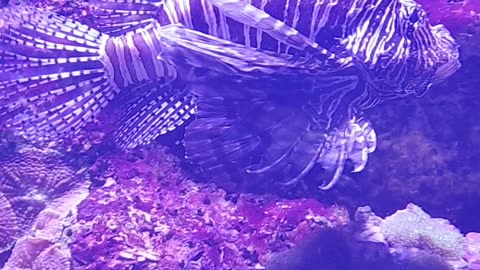 lionfish