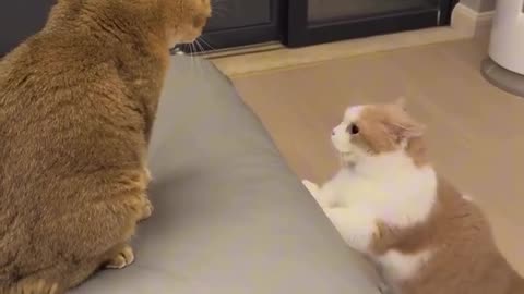 Cute Cats Playing with Mommy Cat 🐱💕 | Funny Cat Video 2025 | Viral Cat Moments