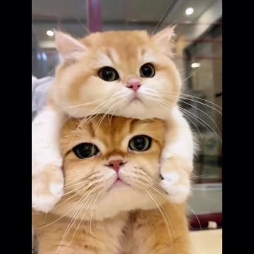 😍 "Ahhh! This Little Look Is So Cute! 🐾 | Adorable Moment"