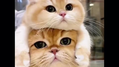😍 "Ahhh! This Little Look Is So Cute! 🐾 | Adorable Moment"