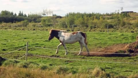 Horse, rolling, farm