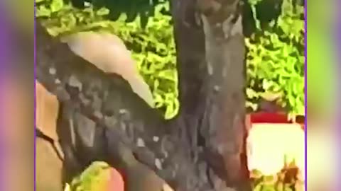 Lo and Behold — The Untamed Beauty of Wildlife 🦁🌿