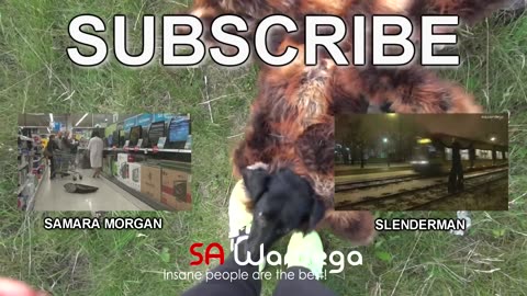 Funny Animal Videos
