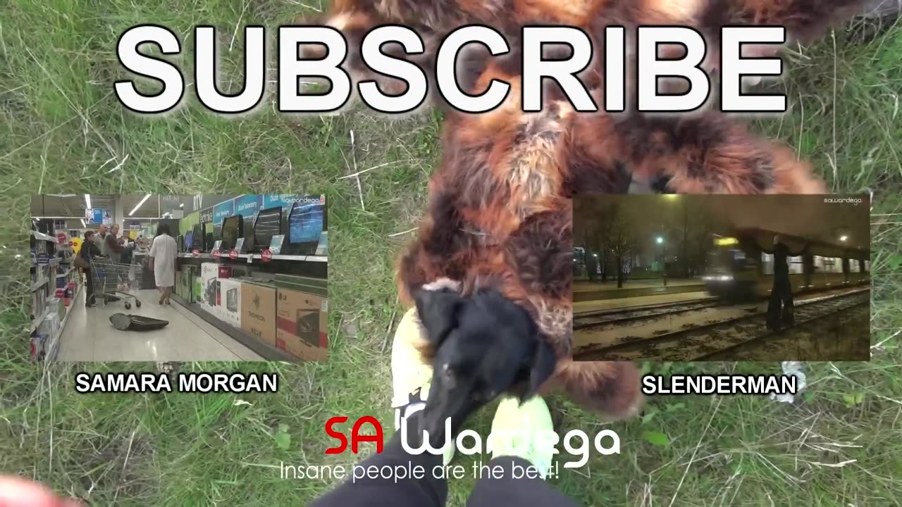 Funny Animal Videos
