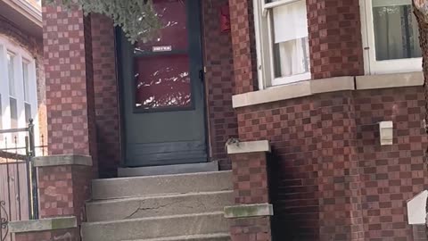 Squirrel Can't Deal With Chicago Heat