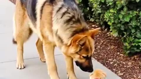 Big Dog Comforts Crying Tiny Puppy in the Sweetest Way ❤️🐶