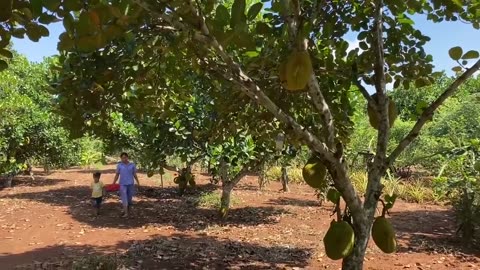 Have you ever seen Arrowroot at your place- - Seyhak and grandma dig Arrowroot - Cooking for family