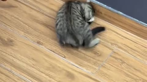 Cute Cats Funny Video | Part 2
